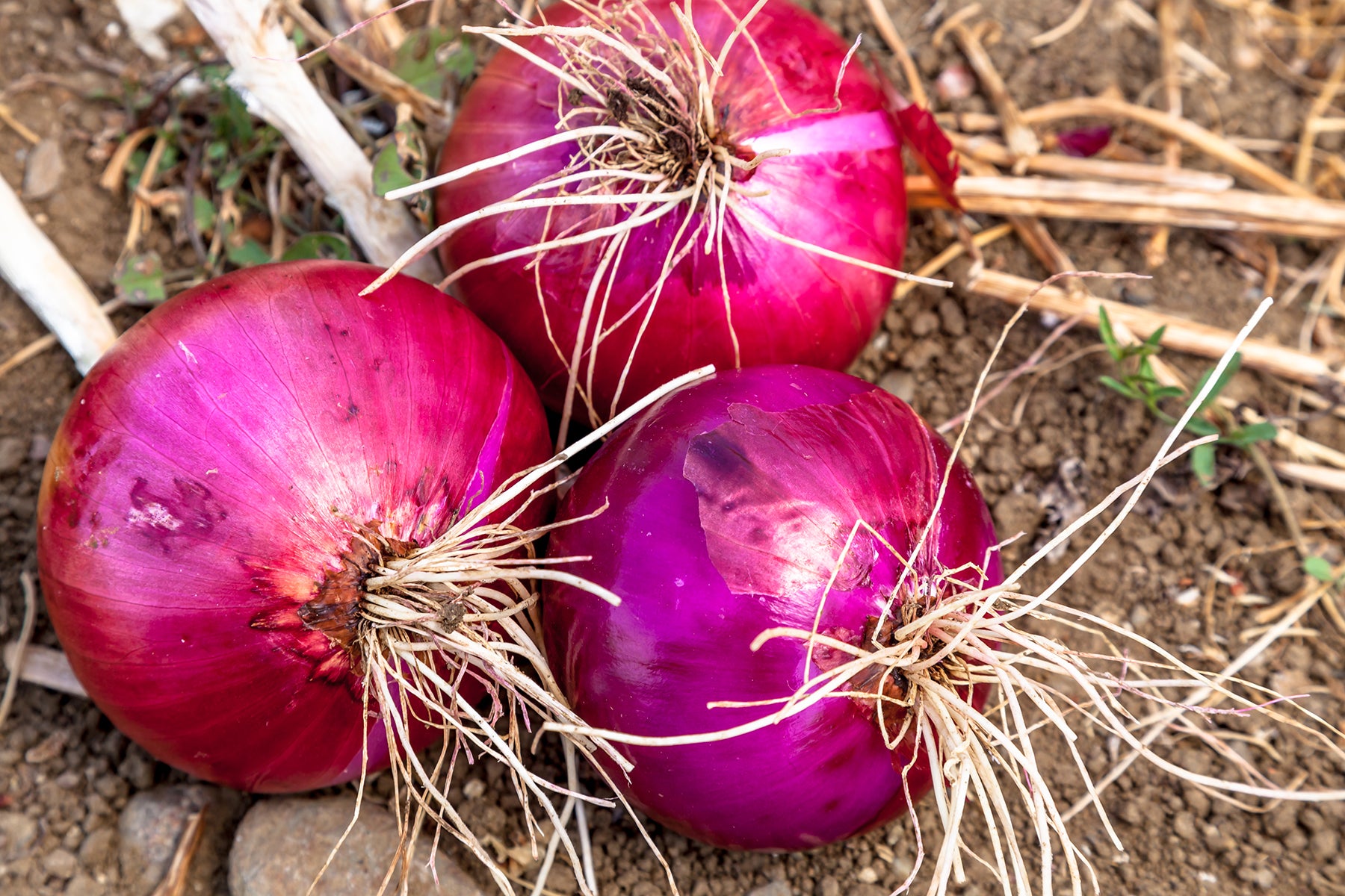 Ujamaa Seeds Creole Onion - Thumbnail 2